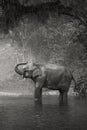Asian Elephant in a natural river at deep forest