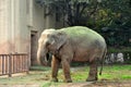 Asian Elephant Nose Feeding Royalty Free Stock Photo