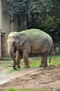 Asian Elephant Nose Feeding Royalty Free Stock Photo