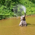 Asian elephant playing in the river Royalty Free Stock Photo