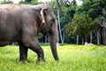 Asian Elephant Profile View Thailand Royalty Free Stock Photo