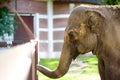 Asian elephant is at the public zoo on sunny day. Urban outdoors entartainment for local and tourists