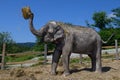 The Asian elephant raised a bundle of straw in its trunk above its head