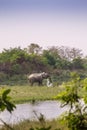 Asian elephant in the riverbank in Bardia National Park, Nepal