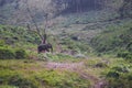 Asian Elephant roaming in its habitat Royalty Free Stock Photo