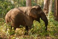 An Asian elephant roaming through the jungle in Cambodia