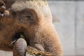 Asian elephant`s face as it uses its trunk to eat Royalty Free Stock Photo