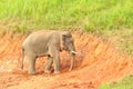 Asian Elephant in saltlick at Khao Yai national park, Thailand Royalty Free Stock Photo