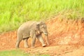 Asian Elephant in saltlick at Khao Yai national park, Thailand Royalty Free Stock Photo