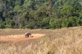 Asian Elephant in saltlick at Khao Yai national park, Thailand. Royalty Free Stock Photo