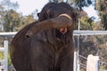 Asian elephant at the San Diego Zoo in summer lifts his trunk Royalty Free Stock Photo