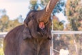 Asian elephant at the San Diego Zoo in summer lifts his trunk Royalty Free Stock Photo