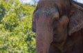 Asian elephant at the San Diego Zoo in summer lifts his trunk