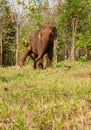 An Asian elephant scratching their back in the jungle in Cambodia sanctuary Royalty Free Stock Photo