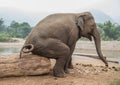 Asian elephant seated on a log in Thailand Royalty Free Stock Photo