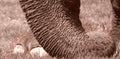 Asian Elephant sepia study _trunk, toes 5