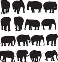 Asian elephant silhouette contour