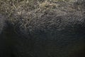 Asian elephant skin in the hay. Texture, background. Close-up