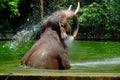 Asian elephant splashing with water while taking a bath Royalty Free Stock Photo