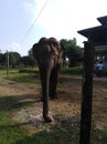 An Asian elephant in sri lanka