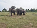 Asian elephant in sri lanka