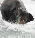 Asian elephant taking a bath and playing in river in the Zoo in Royalty Free Stock Photo