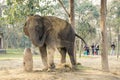 Asian elephant throwing sand over its back with its trunk, dust bath, Chitwan National Park, Nepal Royalty Free Stock Photo