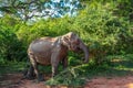 Asian elephant among the trees in Yala National Park Royalty Free Stock Photo