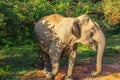 Asian elephant among the trees in Yala National Park Royalty Free Stock Photo