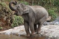 Asian Elephant Trumpeting Royalty Free Stock Photo