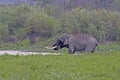 Asian elephant tusker drinking water Royalty Free Stock Photo