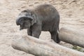 Young asian elephant cleaning its ear with the trunk