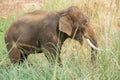 Asian elephant walking and eating grass Royalty Free Stock Photo