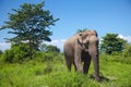Asian elephant walking on the grass Royalty Free Stock Photo