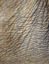 Asian elephant wrinkly skin, thailand, asia