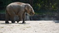 Asian elephant in zoo Hagenbeck Royalty Free Stock Photo