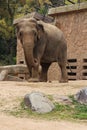 asian elephant in a zoo in osaka - japan Royalty Free Stock Photo