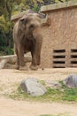 asian elephant in a zoo in osaka - japan Royalty Free Stock Photo