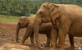 Asian elephants Royalty Free Stock Photo