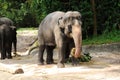 Asian Elephants Royalty Free Stock Photo