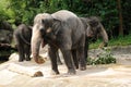 Asian Elephants Royalty Free Stock Photo