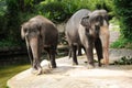 Asian Elephants Royalty Free Stock Photo
