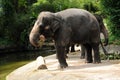 Asian Elephants Royalty Free Stock Photo