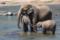 Asian Elephants bathing in the river