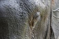 Asian elephants Royalty Free Stock Photo