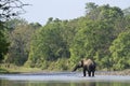 Asian elephants crossing the Karnali river, Bardia, Nepal Royalty Free Stock Photo