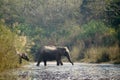 Asian elephants crossing the Karnali river, Bardia, Nepal Royalty Free Stock Photo