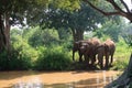 Closeup of three elephants drinking water inside the udawalawe national park, Sri Lanka