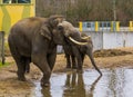 Asian elephants drinking water together, Tusked male elephant putting trunk in his mouth, Endangered animals from Asia Royalty Free Stock Photo