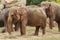 Asian elephants while eating in a zoo Royalty Free Stock Photo